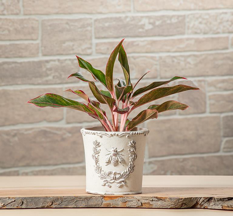 Bee Crest Planter - Medium