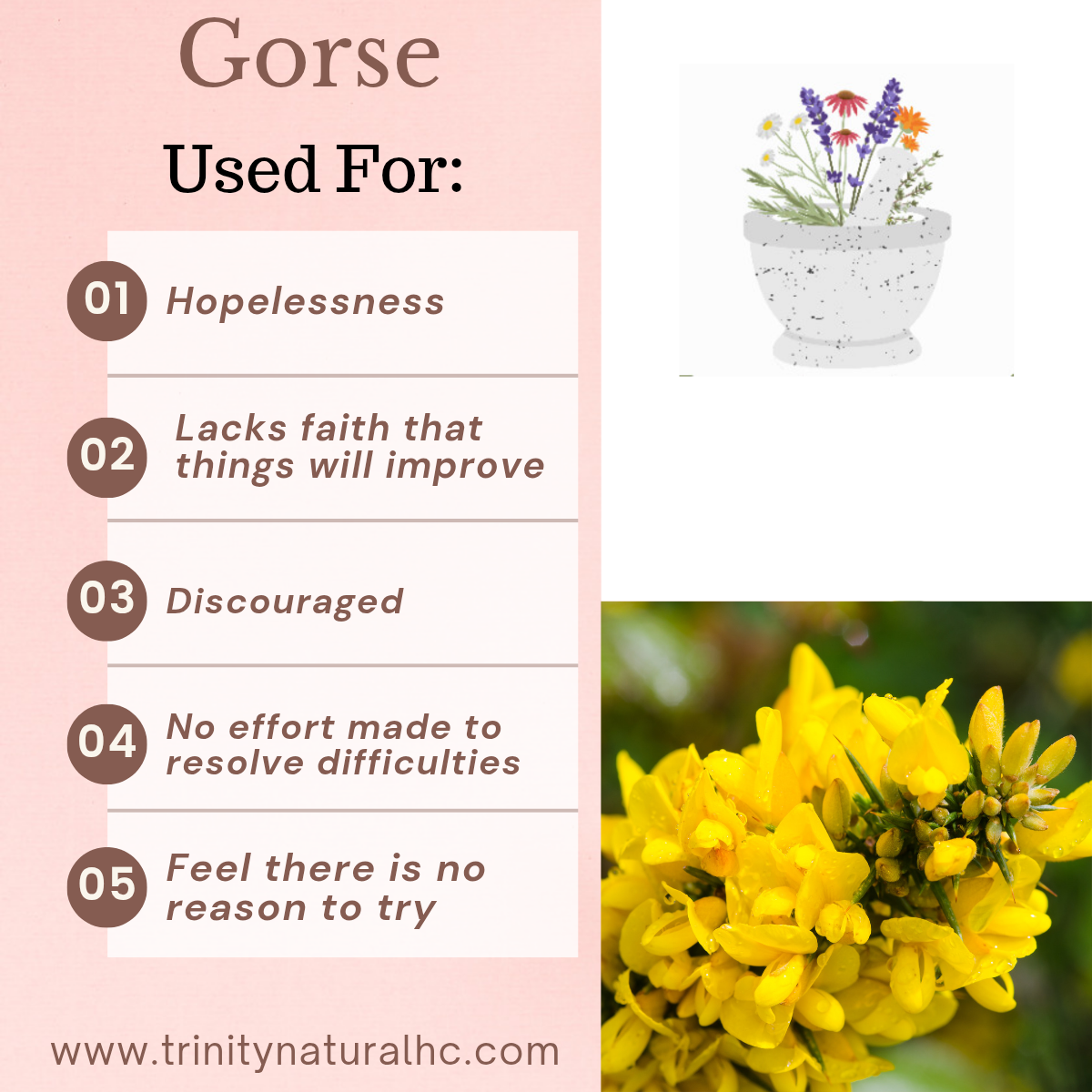 Bach Gorse Flower Essence
