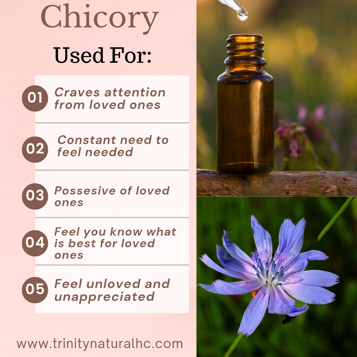 Bach Chicory Flower Essence