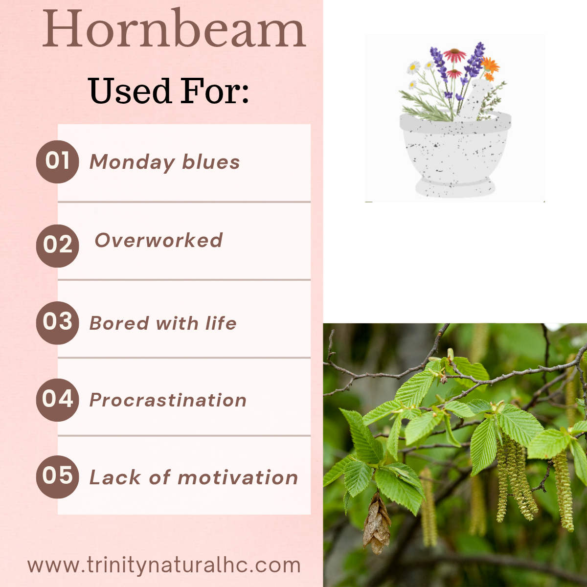 Bach Hornbeam Flower Essence