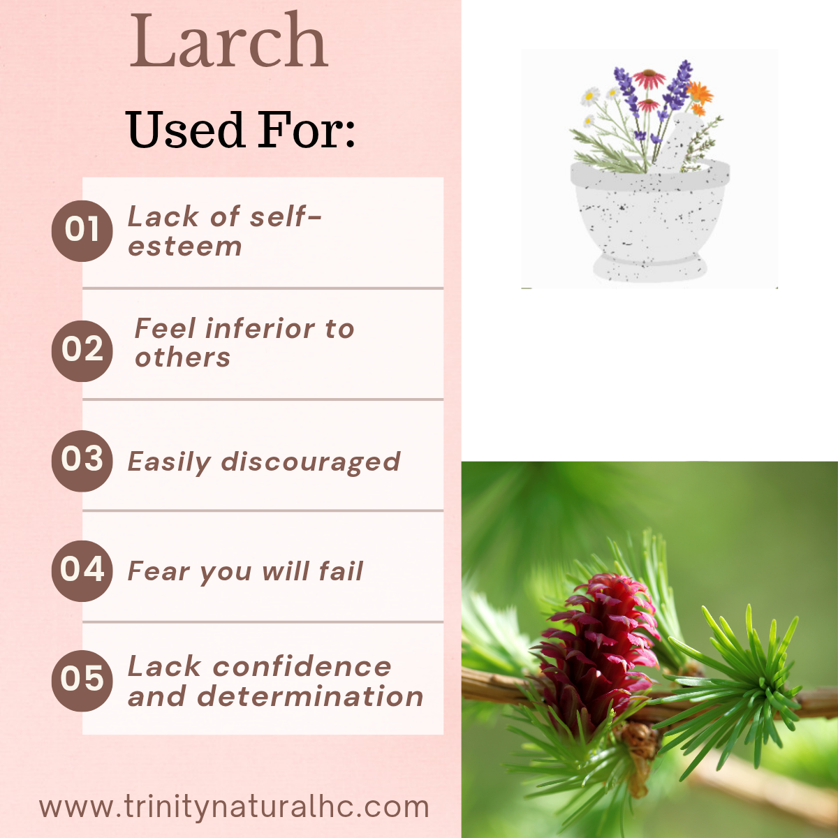 Bach Larch Flower Essence